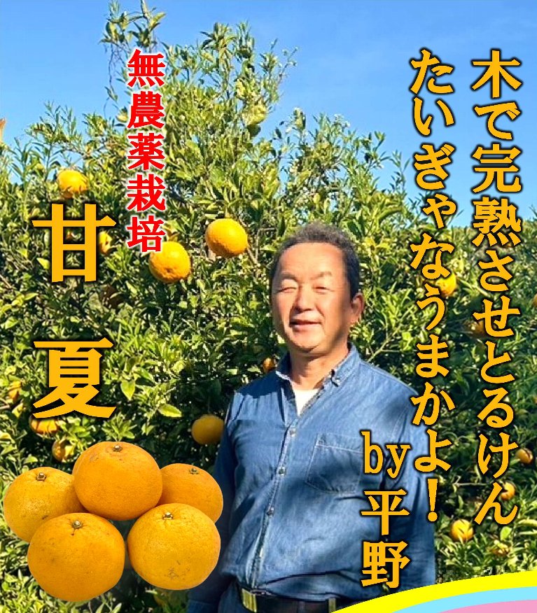 グリーンコープ 産直市場 / 肥後七草会 無農薬栽培 甘夏 ！